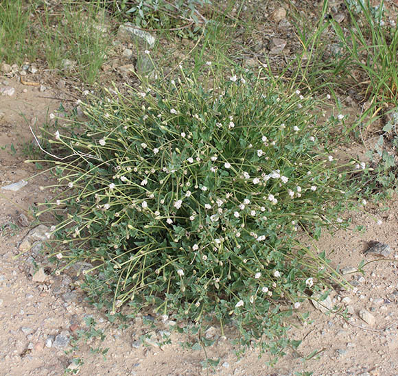  Acleisanthes longiflora